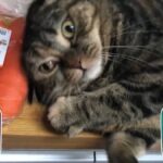 レス86番の画像1