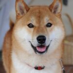 レス2番の画像1